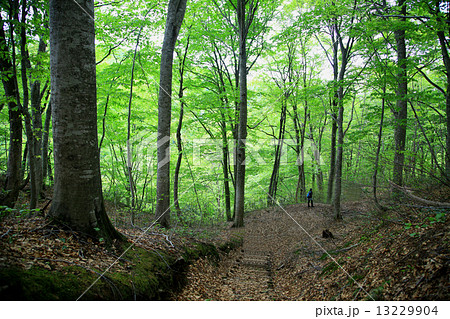 白神山地　東北 13229904