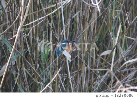 カワセミ 13230086
