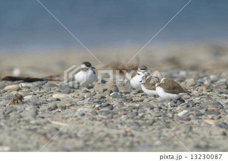 シロチドリ シロチドリ 13230087