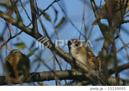 スズメ 13230093
