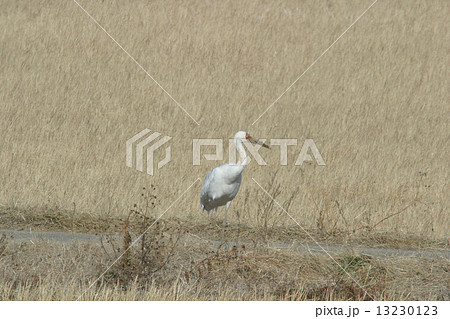 ソデグロヅル ソデグロヅル 13230123