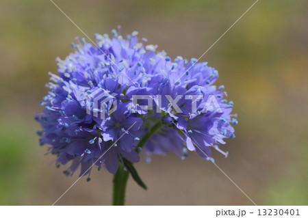 ギリア・レプタンサの花 ギリア・レプタンサの花 13230401