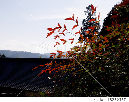 九品寺の紅葉 13230577