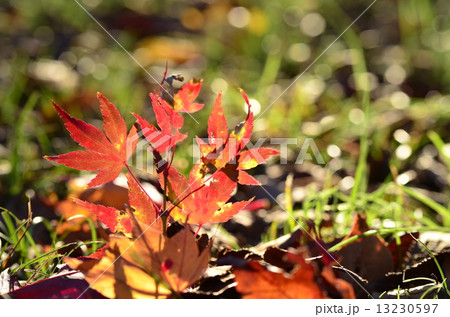 陽光を浴びる紅葉 陽光を浴びる紅葉 13230597