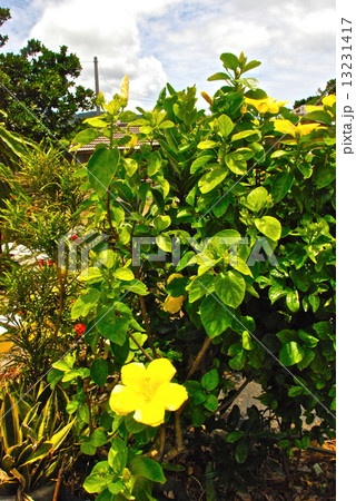 黄色いハイビスカスの花 石垣島 沖縄県石垣市 の写真素材