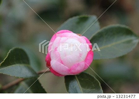 山茶花 朝倉 のつぼみ０４の写真素材