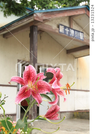 終着駅に咲くユリ 13231524