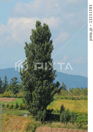 ぜるぶの丘のケンとメリーの紀 13231583