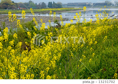桂川のセイヨウカラシナ 13231702