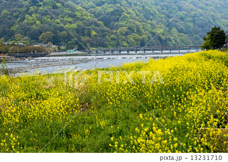 桂川のセイヨウカラシナ 桂川のセイヨウカラシナ 13231710