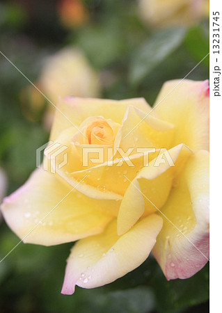 白薔薇 白薔薇 13231745