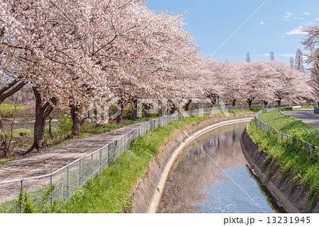 日本一の桜回廊　見沼田んぼ　東縁代用水の桜並木 13231945