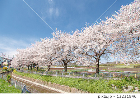 日本一の桜回廊 見沼田んぼ 東縁代用水の桜並木 日本一の桜回廊 見沼田んぼ 東縁代用水の桜並木 13231946