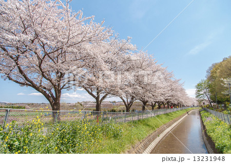日本一の桜回廊　見沼田んぼ　東縁代用水の桜並木 13231948