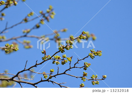 アブラチャン 13232018