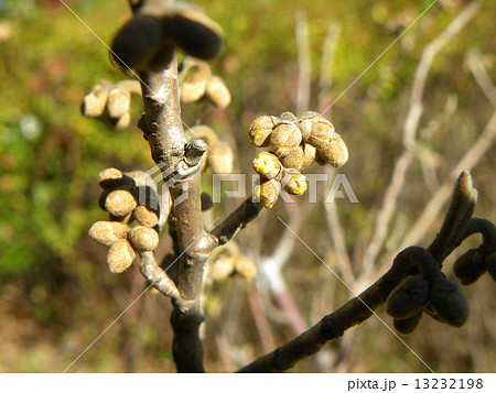 春の最初に咲くマンサクの花の蕾 13232198