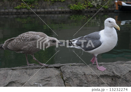 オオセグロカモメの親子 オオセグロカモメの親子 13232274