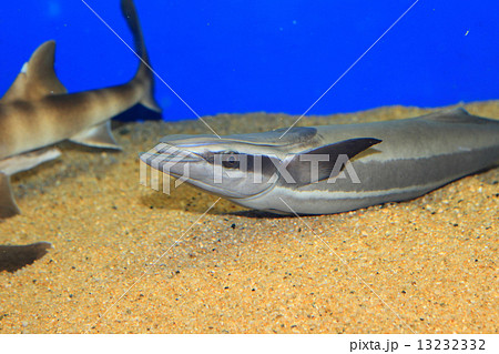 コバンザメ コバンザメ 13232332