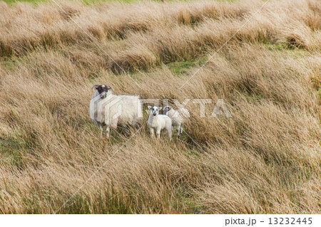 羊 動物 羊 動物 13232445
