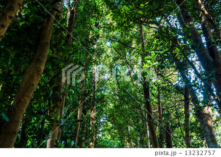 沖縄 備瀬フクギ並木 13232757