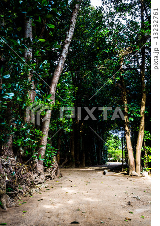 沖縄 備瀬フクギ並木 13232761