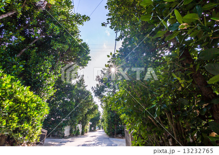 沖縄 備瀬フクギ並木 13232765