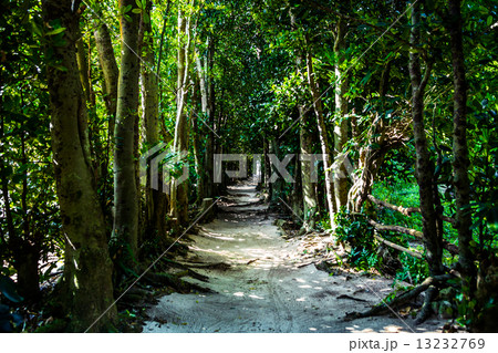 沖縄 備瀬フクギ並木 13232769