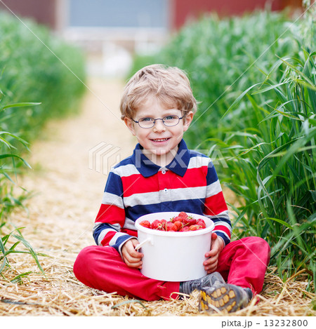 little boy picking and eating strawberries on berry farm little boy picking and eating strawberries on berry farm 13232800