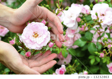 手のひらとバラ 13232863