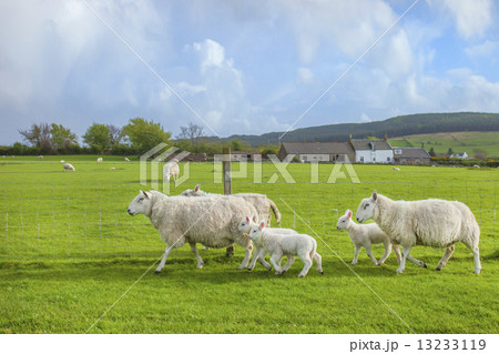 仲良しのひつじさんおやこ 仲良しのひつじさんおやこ 13233119