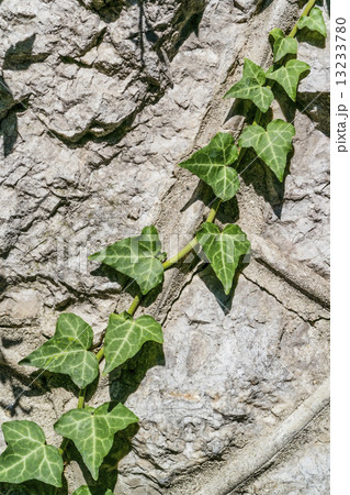 dark green ivy dark green ivy 13233780