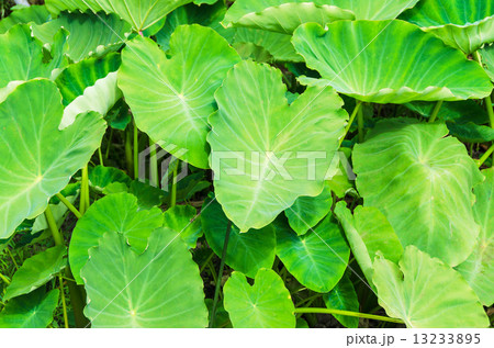 里芋の葉の写真素材