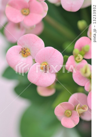 花キリン 13233932