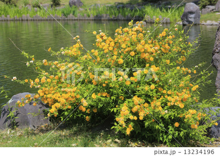 ヤマブキ 13234196