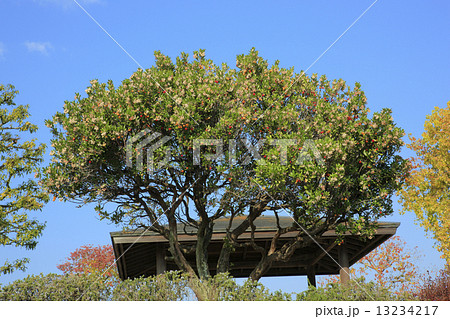 イチゴの木 イチゴの木 13234217