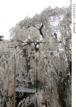 大野寺 大野寺 13234515