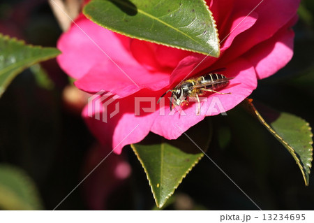 生き物 昆虫 クロスズメバチ、大人しいスズメバチですが頑丈そうな顎を持っています 生き物 昆虫 クロスズメバチ、大人しいスズメバチですが頑丈そうな顎を持っています 13234695