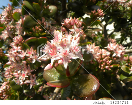 アフリカ原産でも稲毛海岸で花を咲かせたカネノナルキの写真素材
