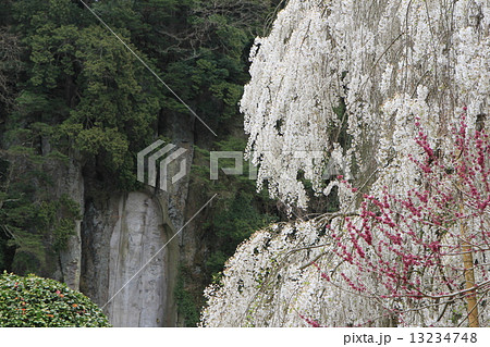 大野寺 大野寺 13234748