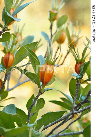 クチナシの実の写真素材 クチナシの実の写真素材