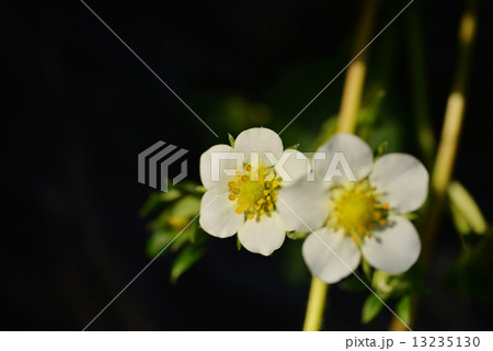 イチゴの花 13235130