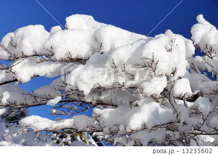 もみじの木と初雪 もみじの木と初雪 13235602