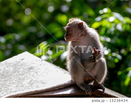 Monkey in Ubud forest, Bali Monkey in Ubud forest, Bali 13236434