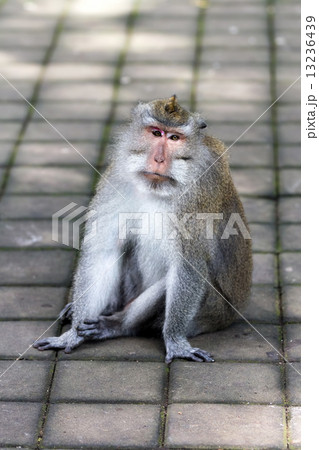 Thoughtful monkey in Ubud forest, Bali 13236439