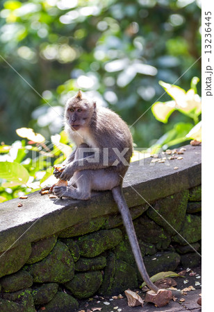 Monkey eating fruit in ubud forest, Bali Monkey eating fruit in ubud forest, Bali 13236445