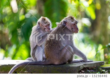 One monkey helps to get rid of fleas to another 13236446