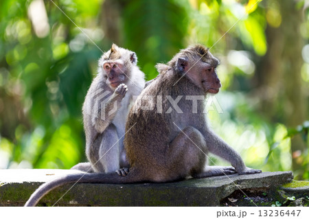 Two monkeys in Bali Ubud forest Two monkeys in Bali Ubud forest 13236447