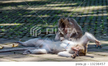 One monkey helps to get rid of fleas to another 13236457