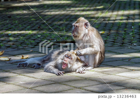 One monkey helps to get rid of fleas to another 13236463