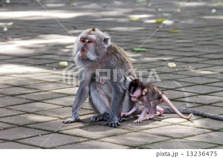 Monkey with a baby 13236475